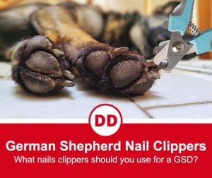 Close up of a dog paws of german shepherd lying on the ground getting nails clipped with dog nail clippers
