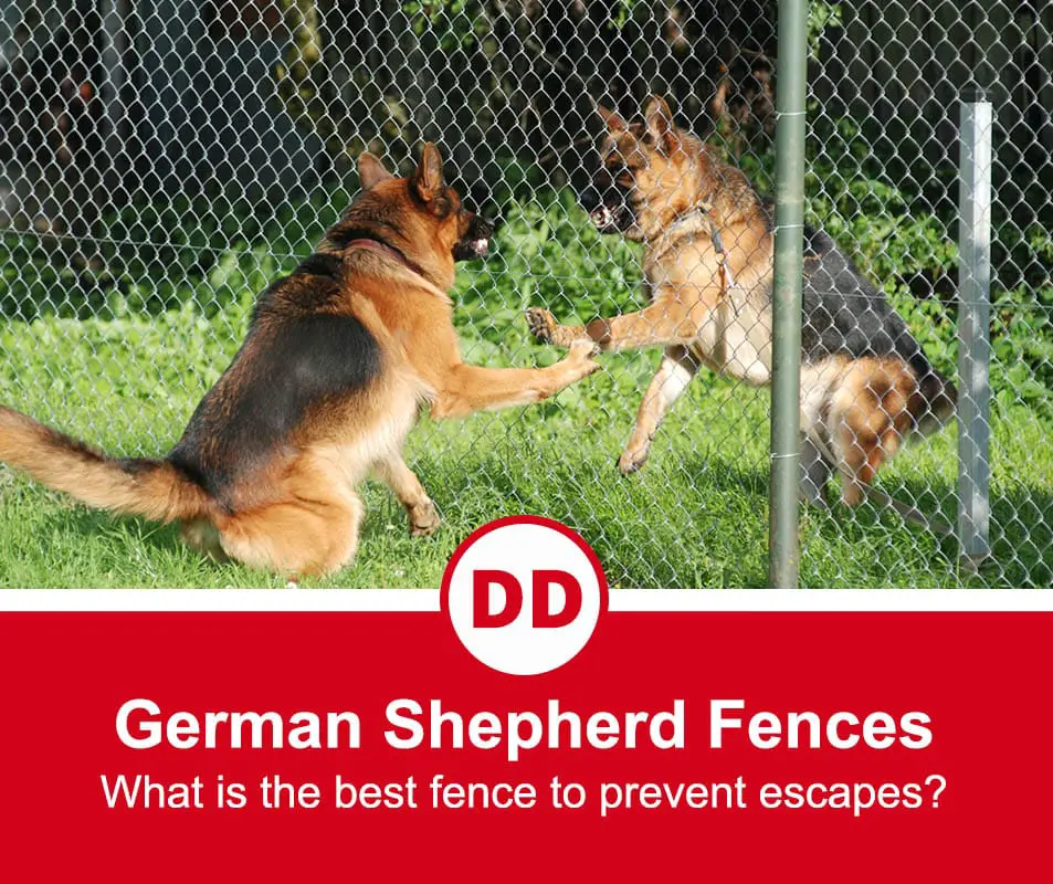 image of german shepherd dog barking from behind the wired fence